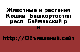 Животные и растения Кошки. Башкортостан респ.,Баймакский р-н